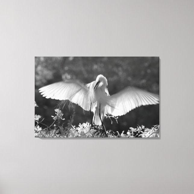 Toile États-Unis, Floride, Grande Aigrette (Ardea alba)  (Recto)