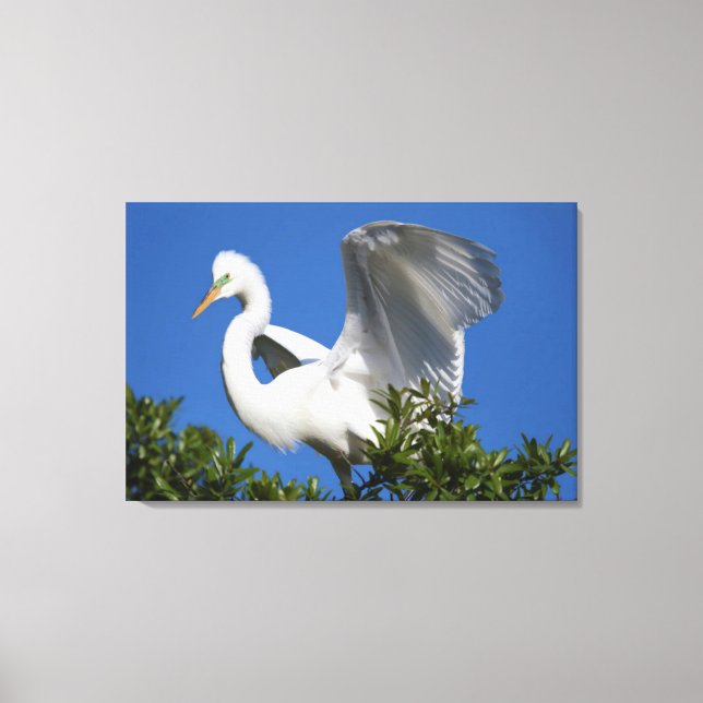 Toile États-Unis, Floride, St. Augustine, Aigrette (Recto)