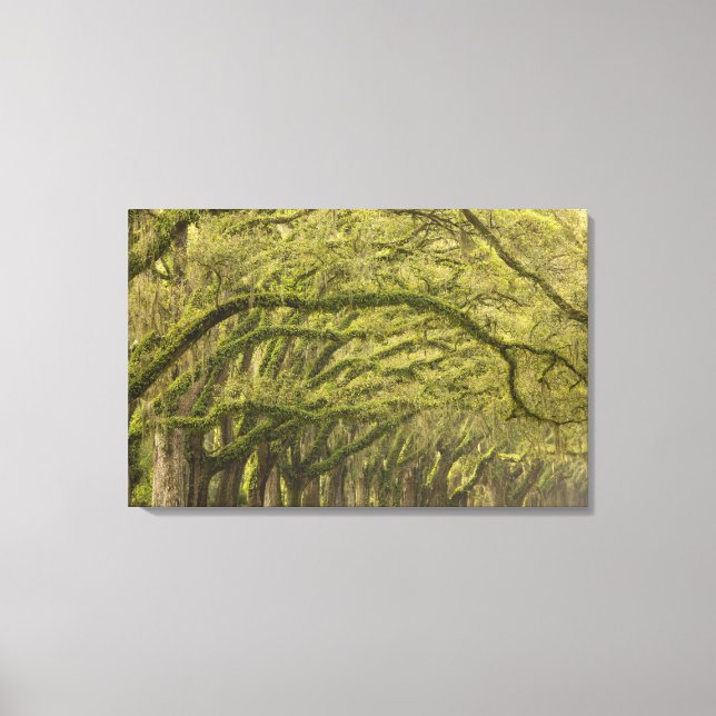 Toile États-Unis; Géorgie; Savannah. Chênes avec (Recto)