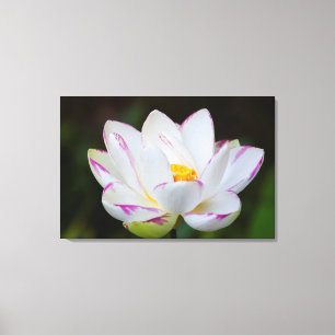 Toile États-Unis, Géorgie, Savannah, Fleur de lotus en f