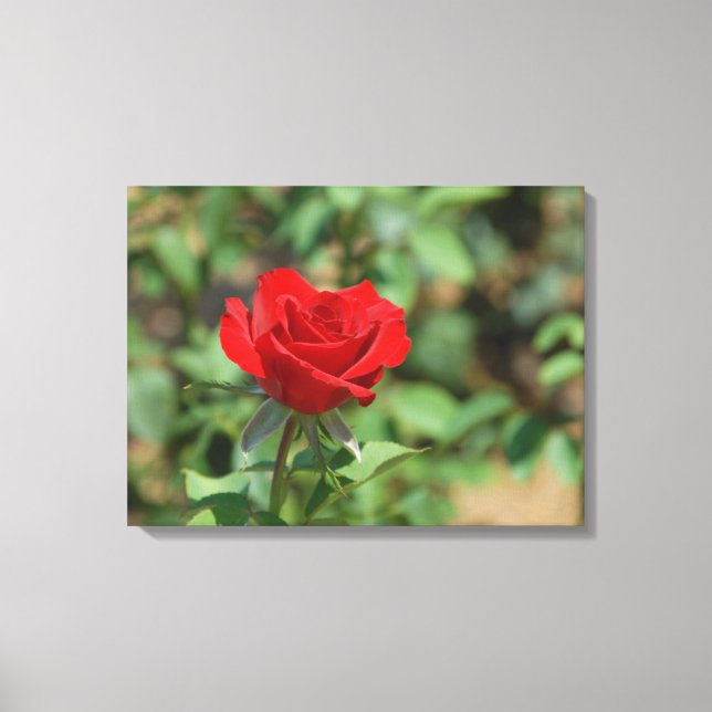 Toile États-Unis, Kansas, Rose rouge (Recto)