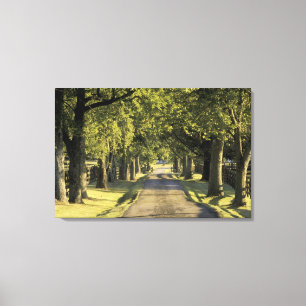 Toile États-Unis, Kentucky, Lexington. Allée bordée d'ar