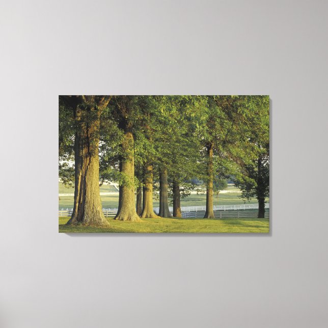 Toile États-Unis, Kentucky, Lexington. Rangée d'arbres e (Recto)