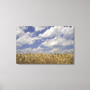 Toile États-Unis, Kentucky, Louisville. Culture de blé e