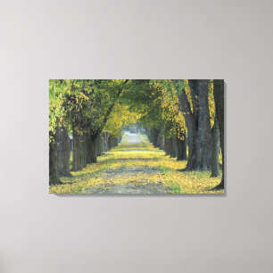 Toile États-Unis, Kentucky, Louisville. Route bordée d'a