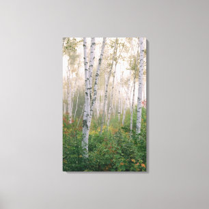 Toile États-Unis, New Hampshire. Bouleaux dans le brouil
