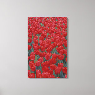 Toile États-Unis, Ohio, Cincinnati. Parterre de tulipes