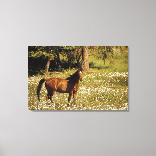 Toile États-Unis, Oregon. Cheval dans un champ de pâquer (Recto)
