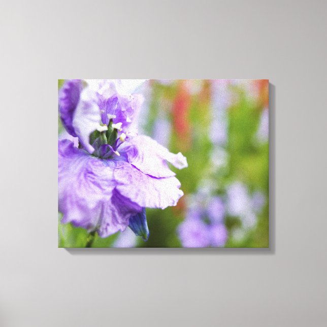 Toile États-Unis, Oregon, vallée de Willamette, Larkspur (Recto)