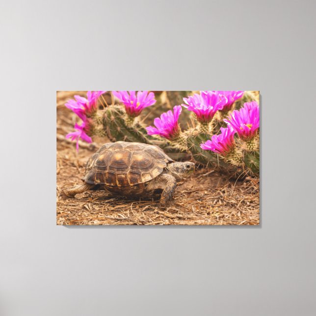 Toile États-Unis, Texas, comté de Hidalgo. Tortue (Recto)