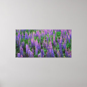 Toile États-Unis, Washington, comté de Clallam, Lupine