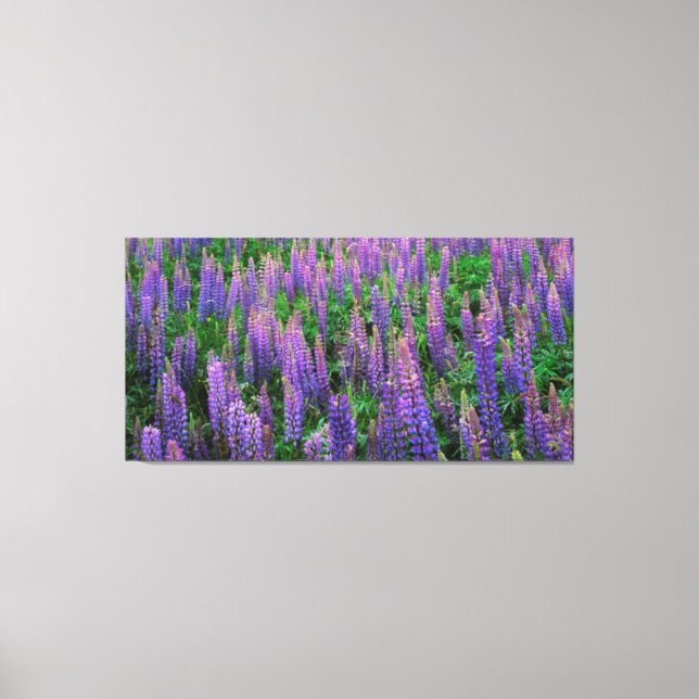 Toile États-Unis, Washington, comté de Clallam, Lupine (Recto)
