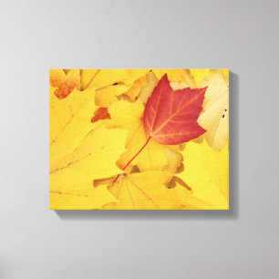 Toile États-Unis, Washington, Finch Arboretum, Rouge et