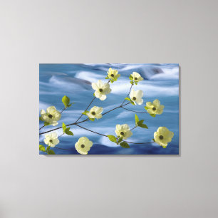 Toile États-Unis, Washington, Hood Canal. Cornus du Paci