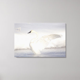 Toile États-Unis, Wyoming, Trumpeter Swan stretches wing