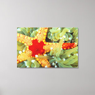 Toile Étoile de mer rouge et jaune 2
