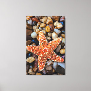 Toile Étoiles de mer sur des roches