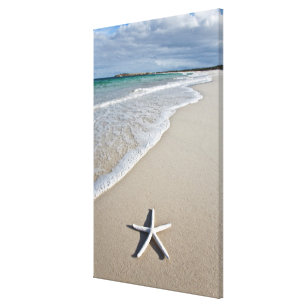 Toile Étoiles de mer sur une plage à distance