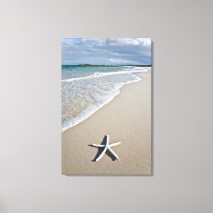 Toile Étoiles de mer sur une plage à distance