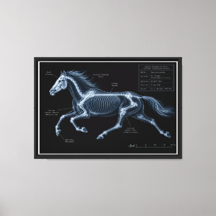 Toile Étude de mouvement par radiographie du galop du ch