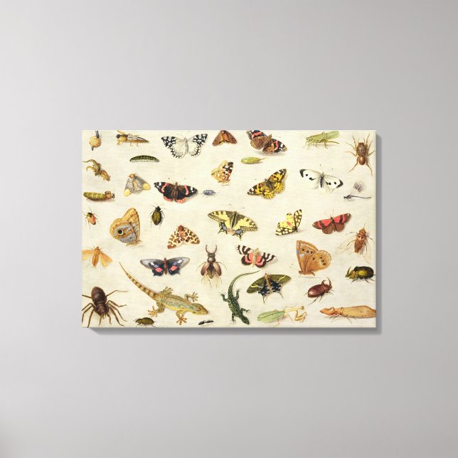 Toile Étude des insectes (Recto)