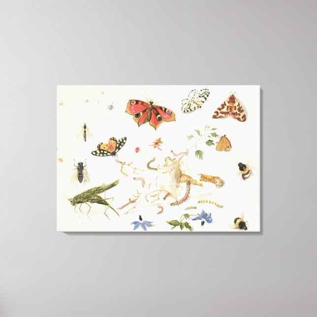 Toile Étude des insectes et des fleurs (Recto)