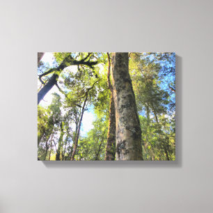 Toile Eucalyptus gommiers de la forêt pluviale australie