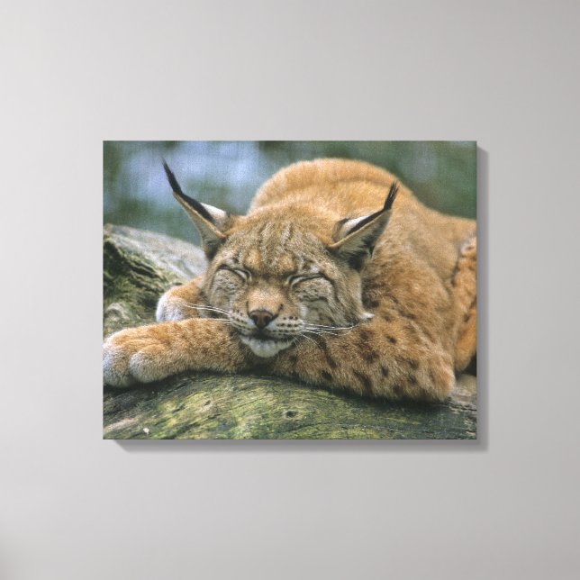 Toile Europ �_ischer Luchs, Eurasischer Luchs (Lynx) (Recto)