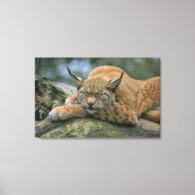 Toile Europ �_ischer Luchs, Eurasischer Luchs (Lynx) (Recto)