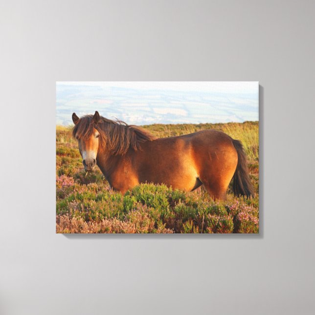 Toile Exmoor pony, cheval, Somerset, Angleterre (Recto)