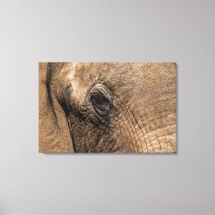 Toile Face d'un éléphant