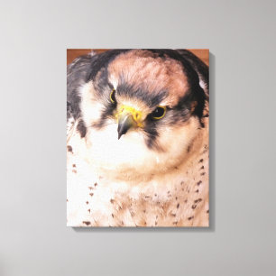 TOILE FALCON OISEAU DE PROIE