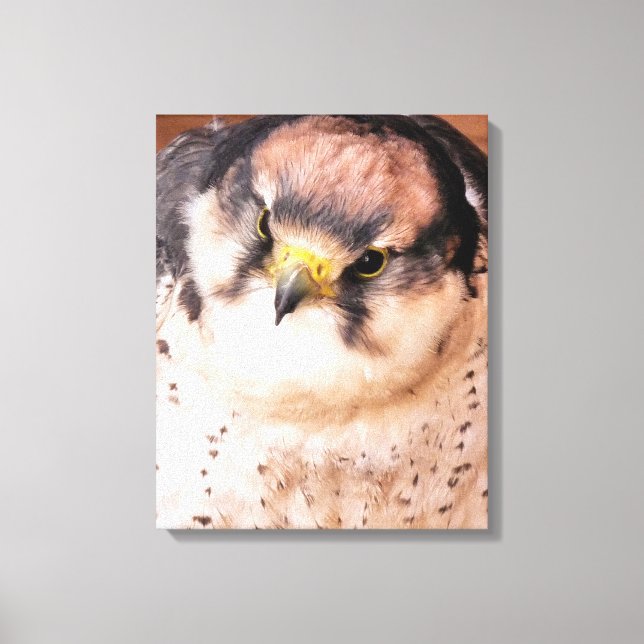 TOILE FALCON OISEAU DE PROIE (Recto)