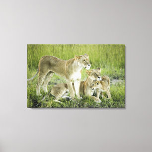 Toile Famille de lion au Kenya, Afrique