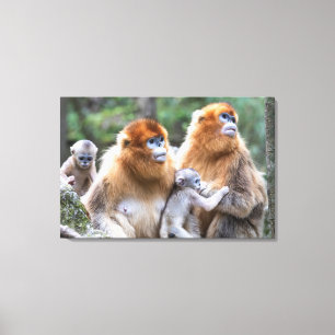 Toile Famille de singes à nez retroussé dorés