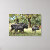 Famille de Wildebeest en Afrique du Sud