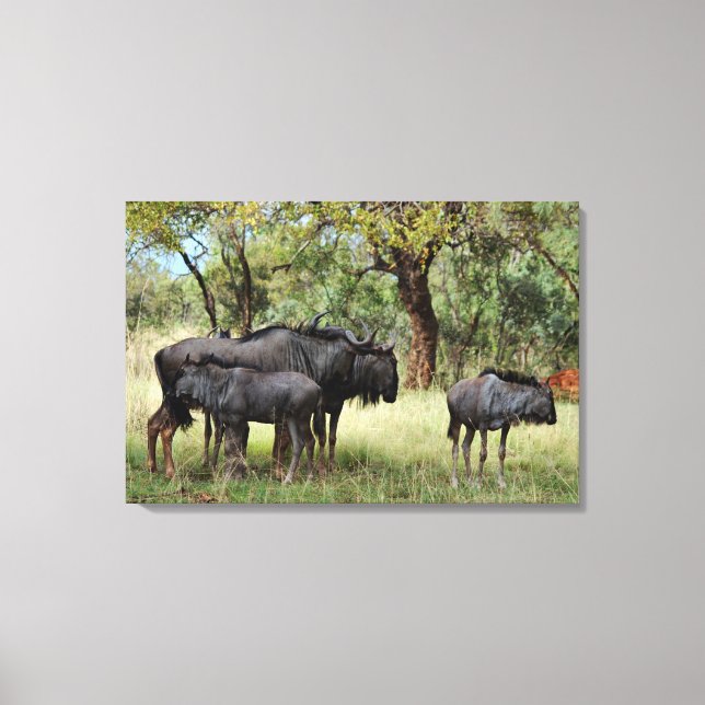 Toile Famille de Wildebeest en Afrique du Sud (Recto)