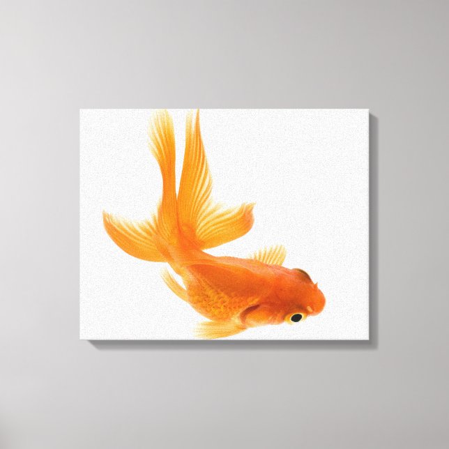 Toile Fantail (Carassius auratus) 2 (Recto)