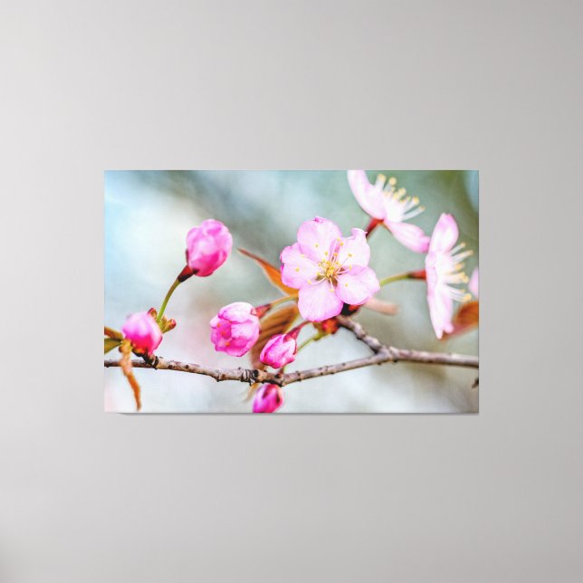 Toile Fascination des fleurs de Sakura dans le jardin de (Recto)