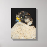 Faucon hybride Saker Gyrfalcon