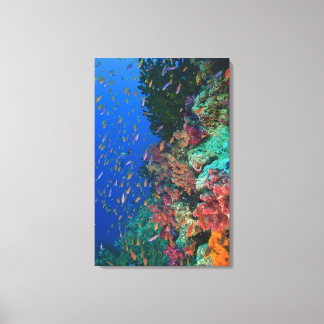 Toile Fées basslets banc (Pseudanthias (Recto)
