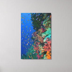 Toile Fées basslets banc (Pseudanthias