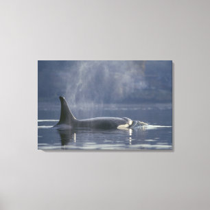 Toile femelle adulte Orca Whale Orcinus Orca), Puget