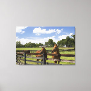 Toile Ferme de chevaux pur-sang dans le comté de Marion,