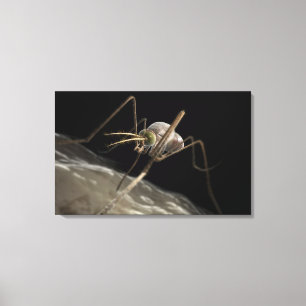 Toile Fermez-vous vers le haut de mordre du moustique 3d