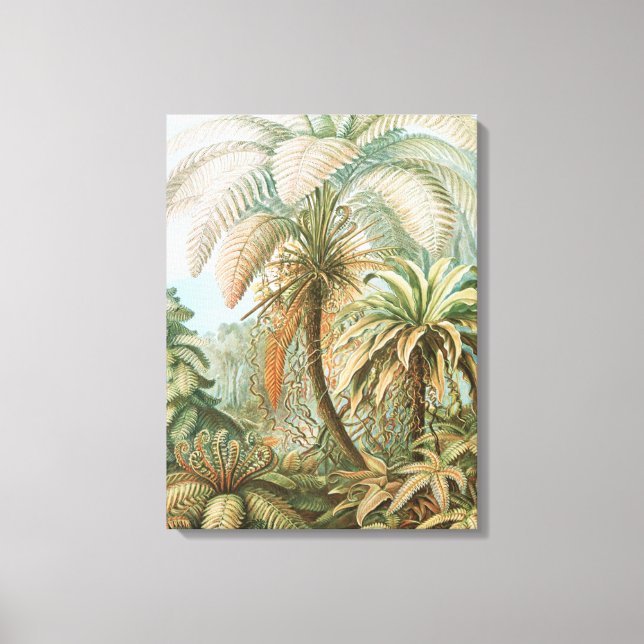 Toile Ferns, Filicinae Laubfarne par Ernst Haeckel (Recto)