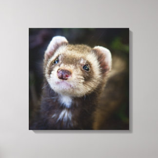 Toile Ferret
