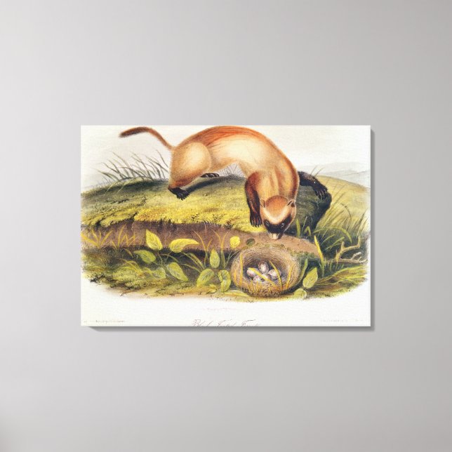 Toile Ferret à pieds noirs (Recto)