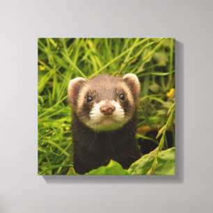 Toile Ferret Brown mignon dans l'herbe photo