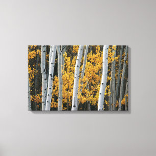 Toile Feuille jaune et troncs d'arbre blancs 2